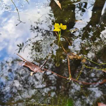 Image de Utricularia aurea Lour.