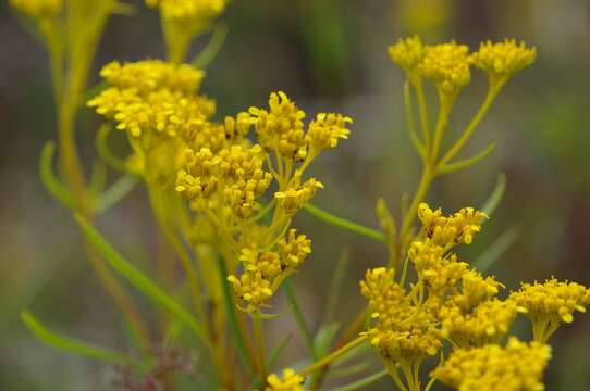 Image of narrowleaf yellowtops