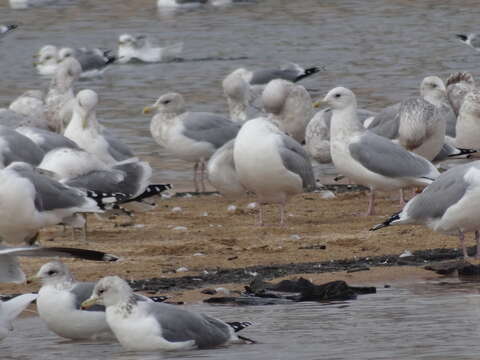 Image of Larus glaucoides thayeri Brooks & WS 1915