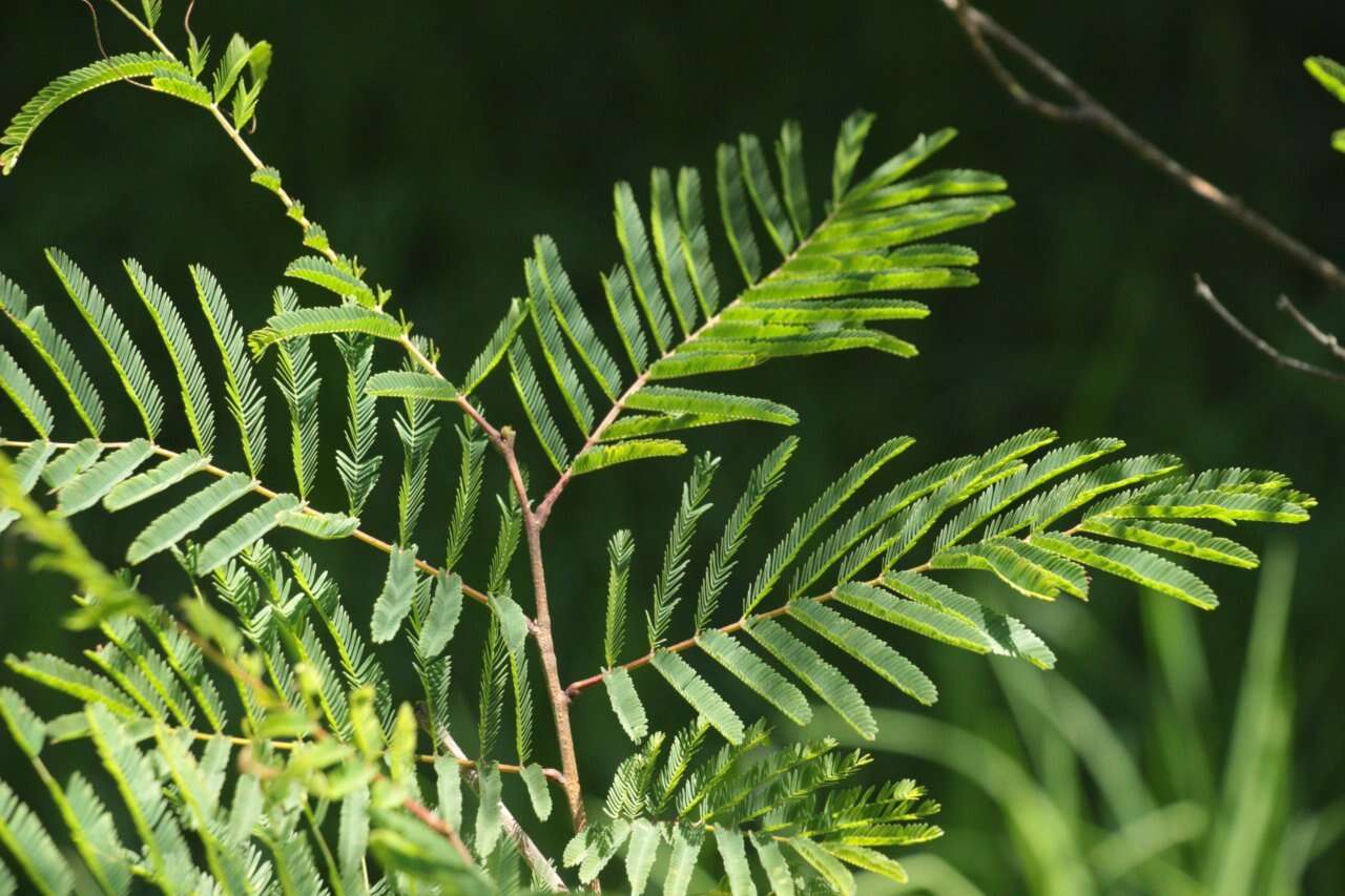 Image of Calliandra houstoniana var. anomala (Kunth) Barneby