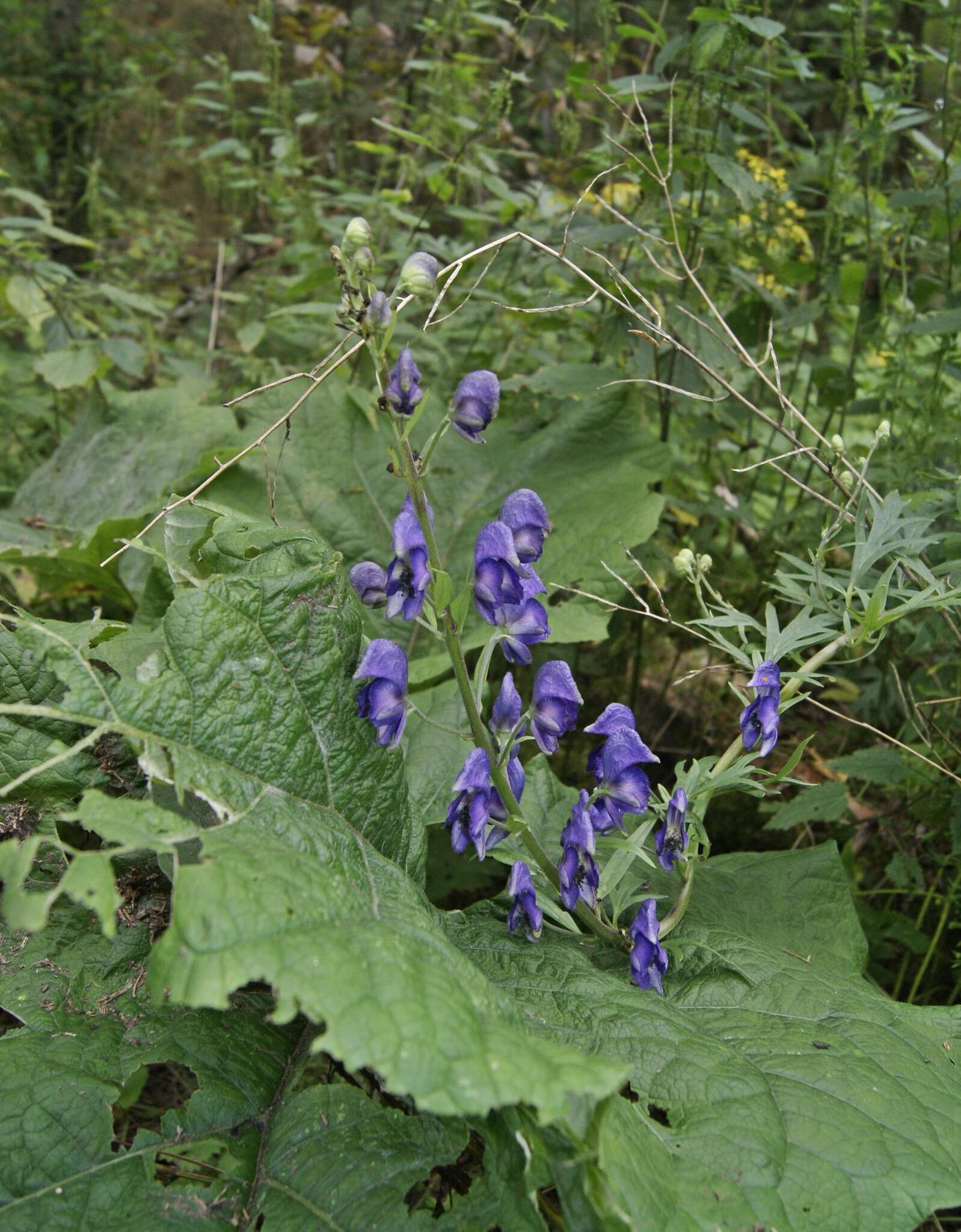 Слика од Aconitum napellus subsp. lusitanicum Rouy