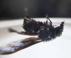 Image of Bombus morio (Swederus 1787)