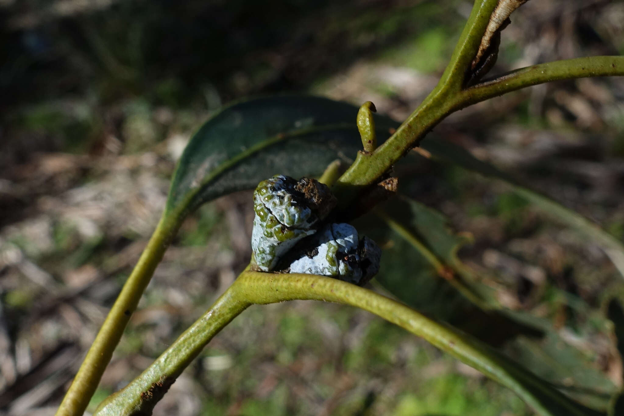 Sivun Eucalyptus globulus subsp. bicostata (Maiden. Blakely & Simmonds) Kirkpatrick kuva