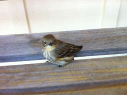 Image of Myrtle Warbler