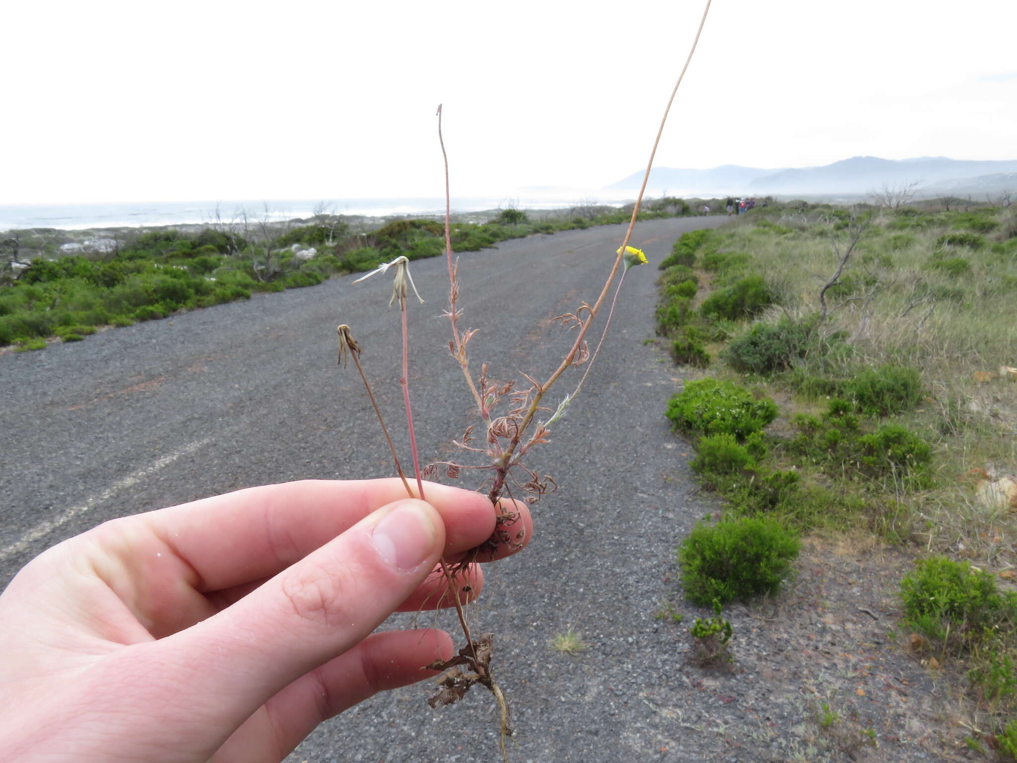 Image of Cotula pruinosa