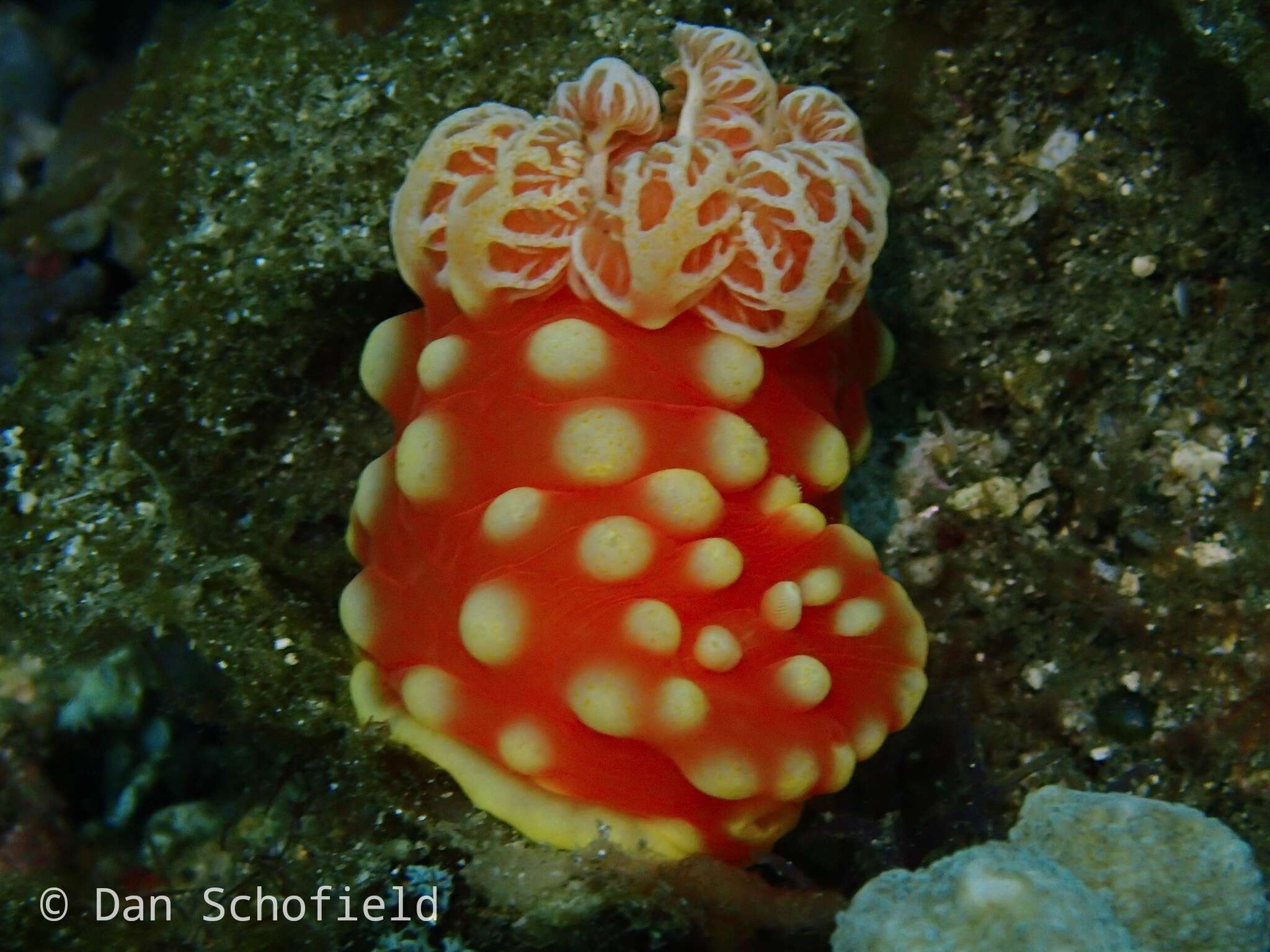 Image of Yellow spot fat red slug