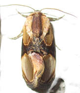 Image of Thyatirina achatina Weymer 1896