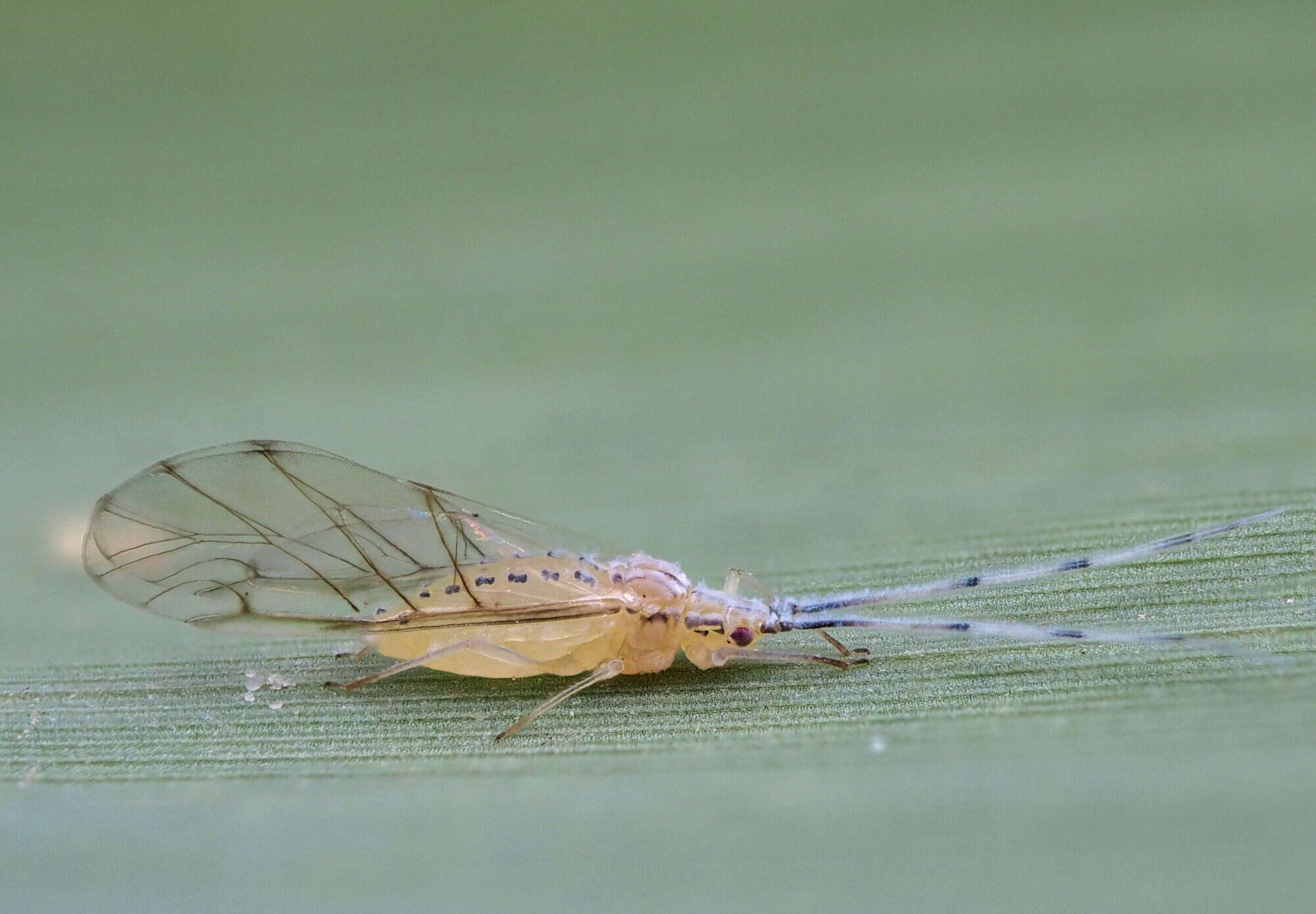 Image of Aphid