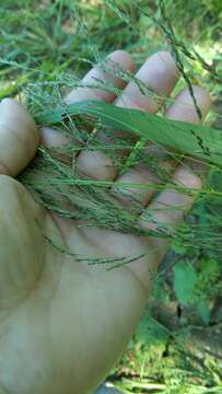 Panicum dichotomiflorum Michx. resmi