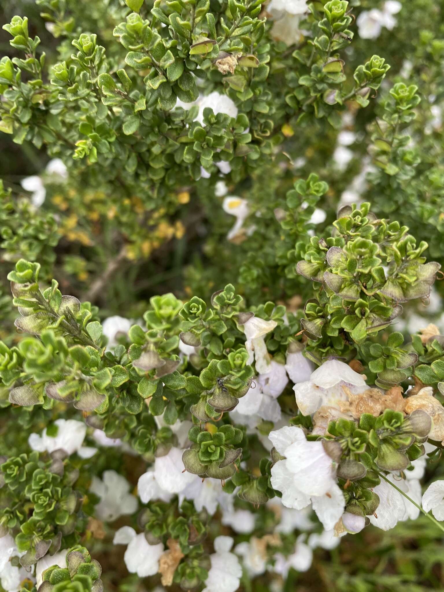 Image of Alpine Mintbush