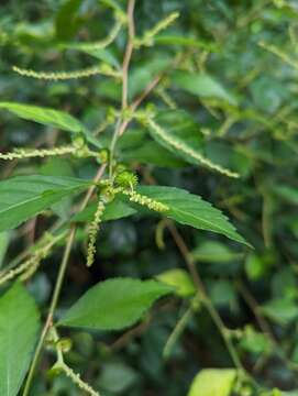 Image de Acalypha siamensis Oliv. ex Gage