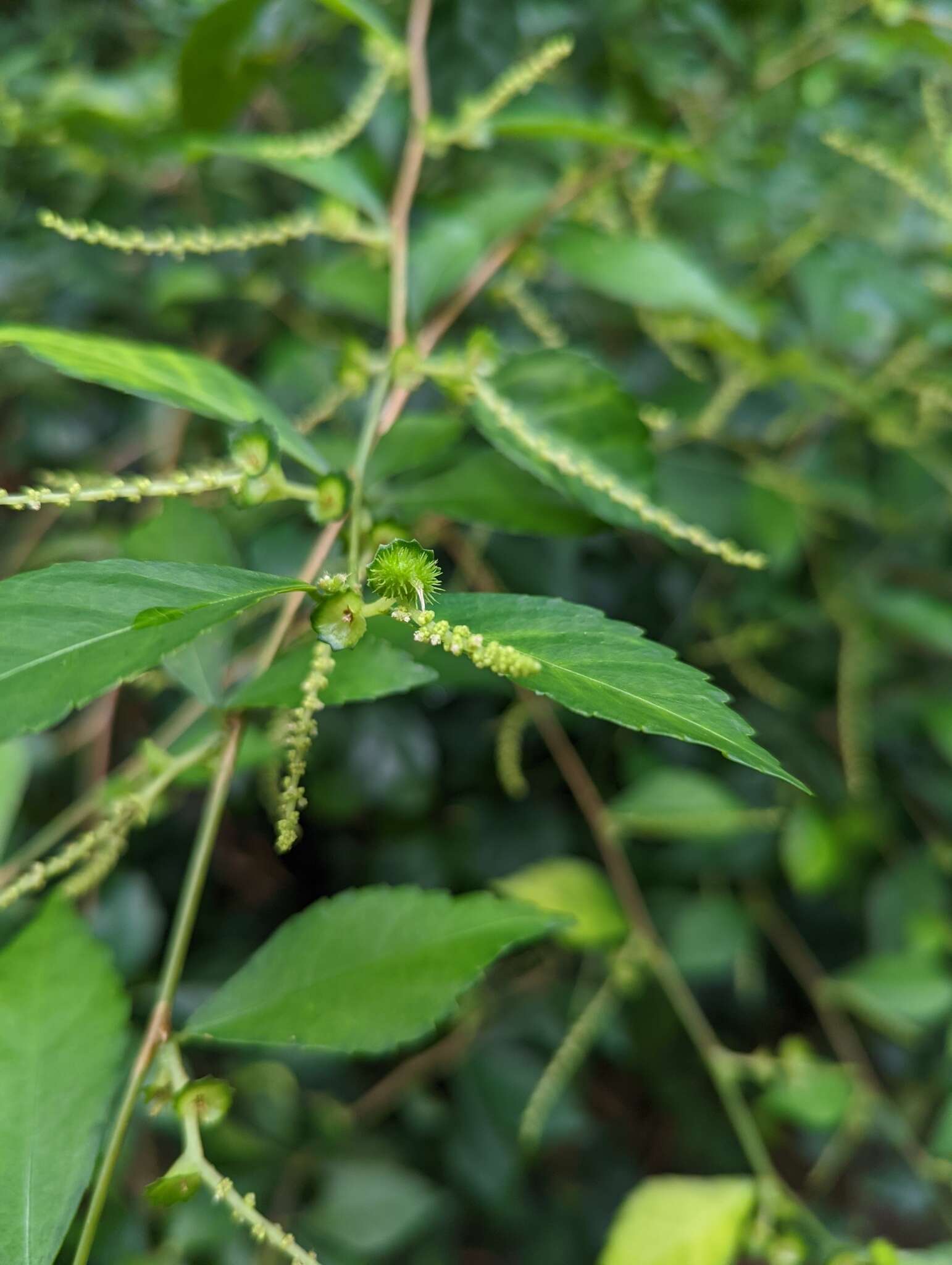 Acalypha siamensis Oliv. ex Gage resmi