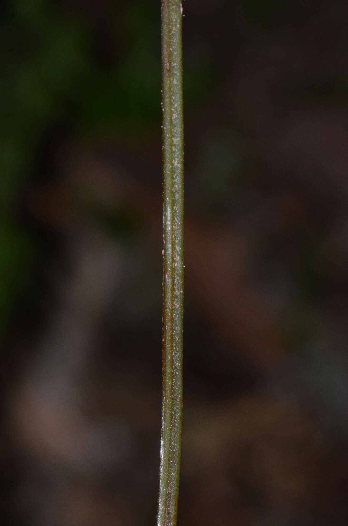 Imagem de Parapolystichum microsorum subsp. pentagulare (Colenso) Labiak, Sundue & R. C. Moran