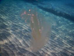 Image of vitreous lobate comb-jelly