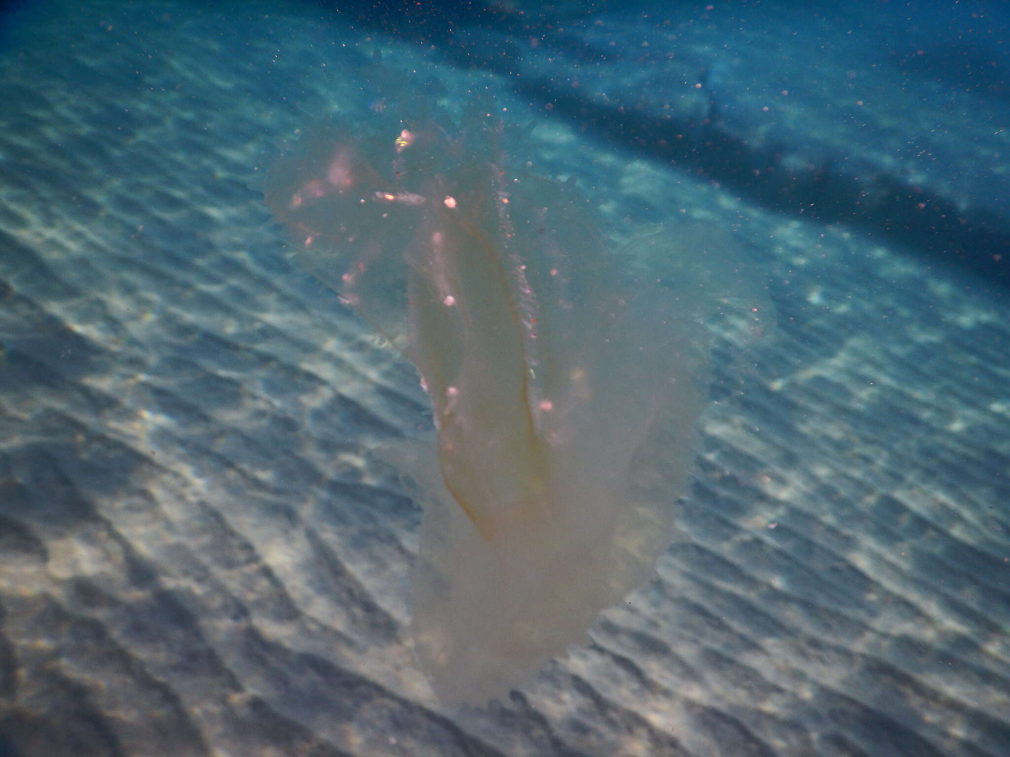 Image of vitreous lobate comb-jelly