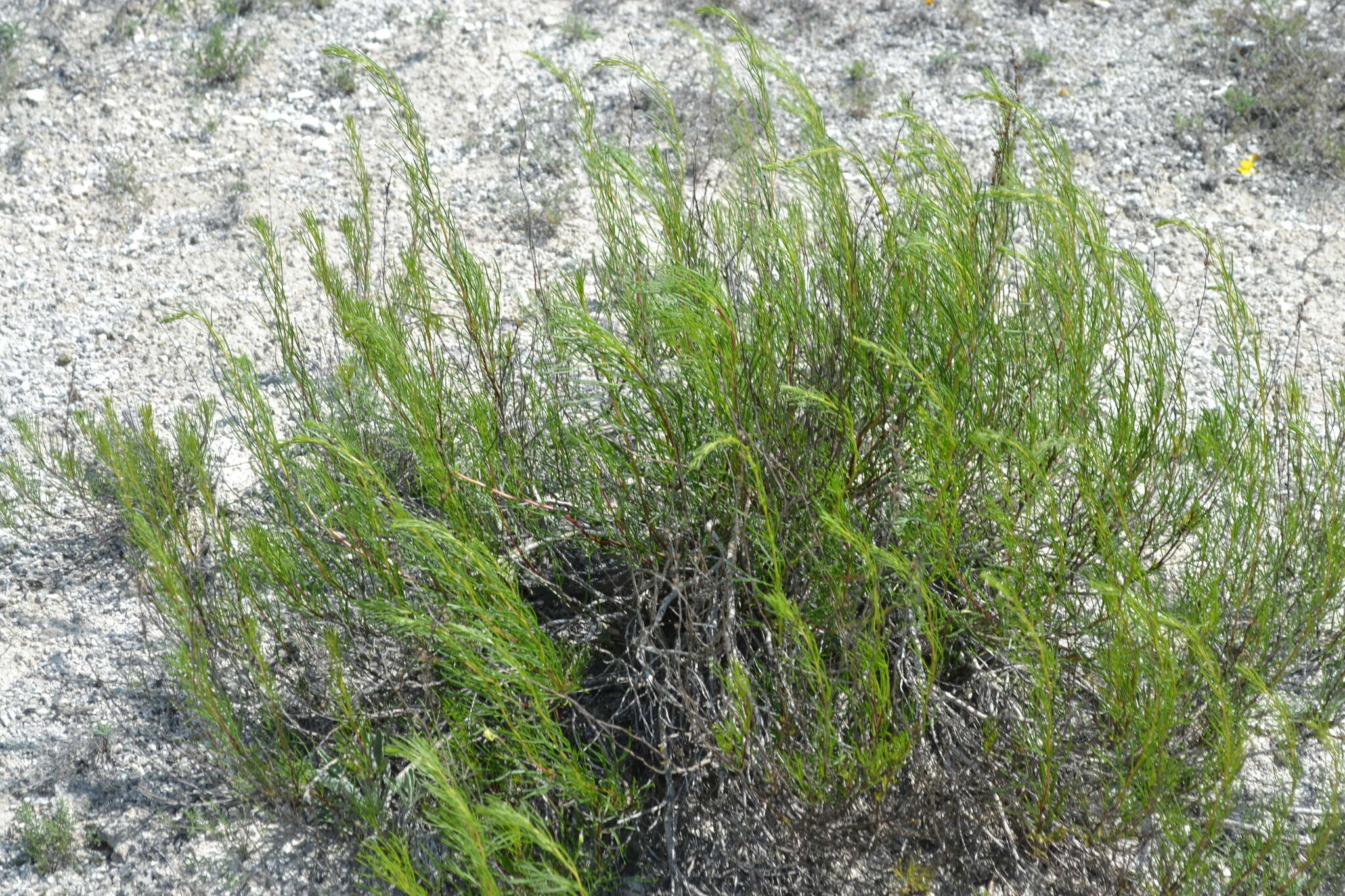 صورة Artemisia salsoloides Willd.