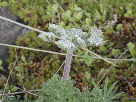 Image de Lomatium dasycarpum subsp. tomentosum (Benth.) Theob.