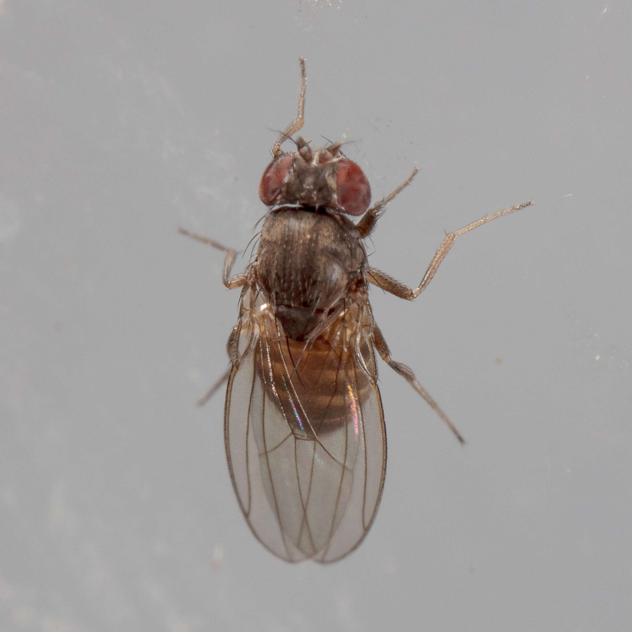 Imagem de Drosophila melanica Sturtevant 1916