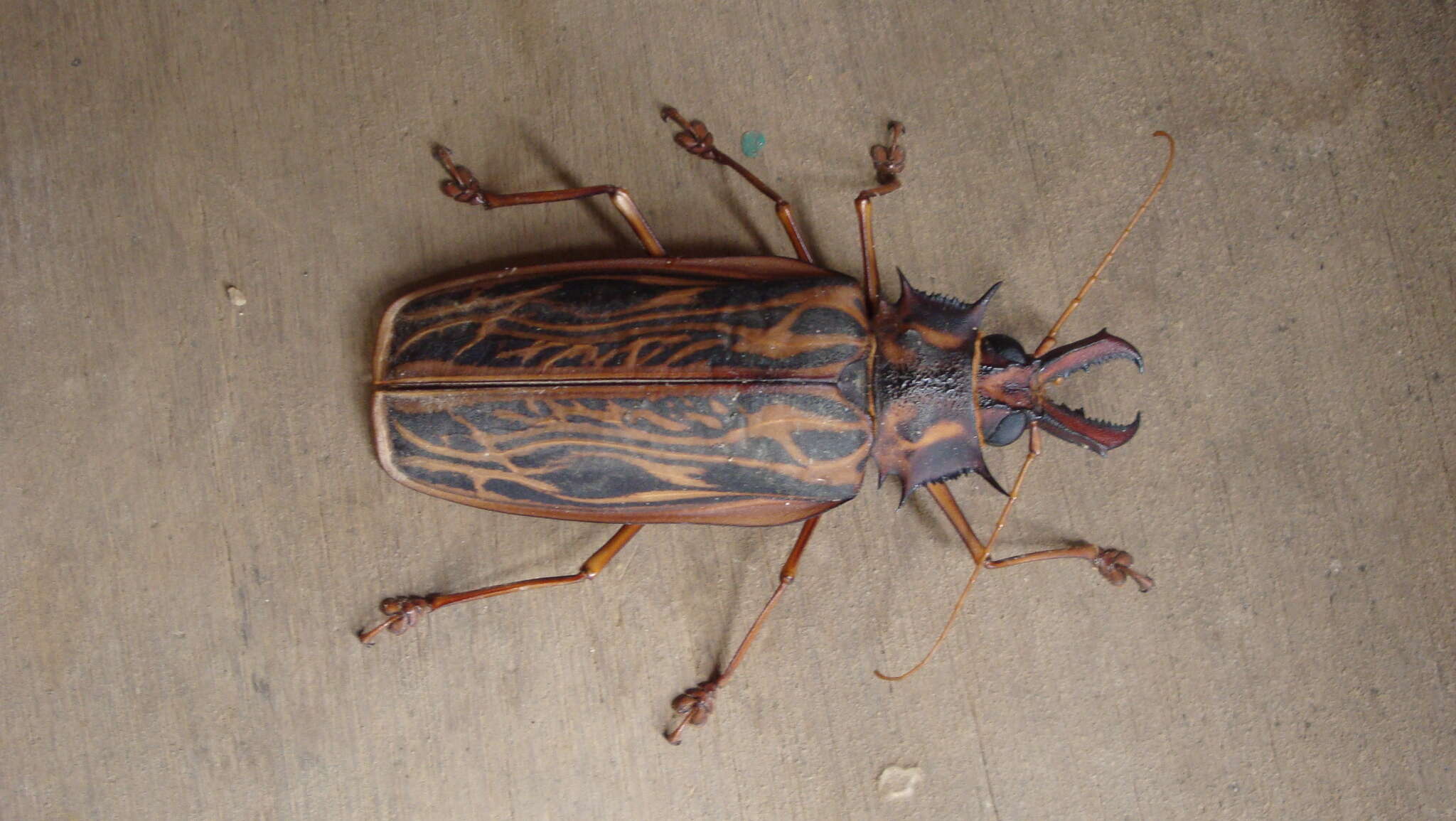 Image of Long-horned beetle