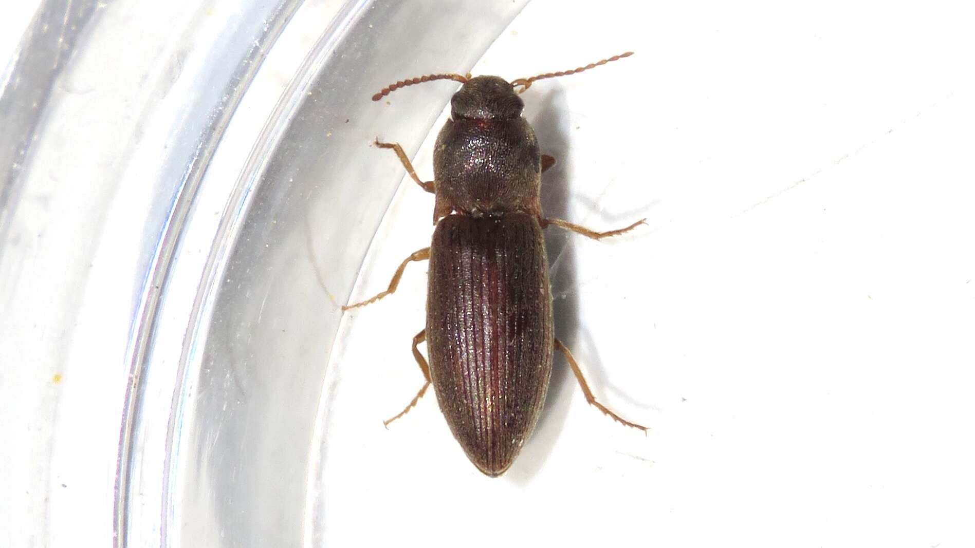 Image of Agriotes mancus (Say)