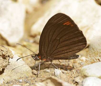 Image of Lymanopoda venosa Butler 1868