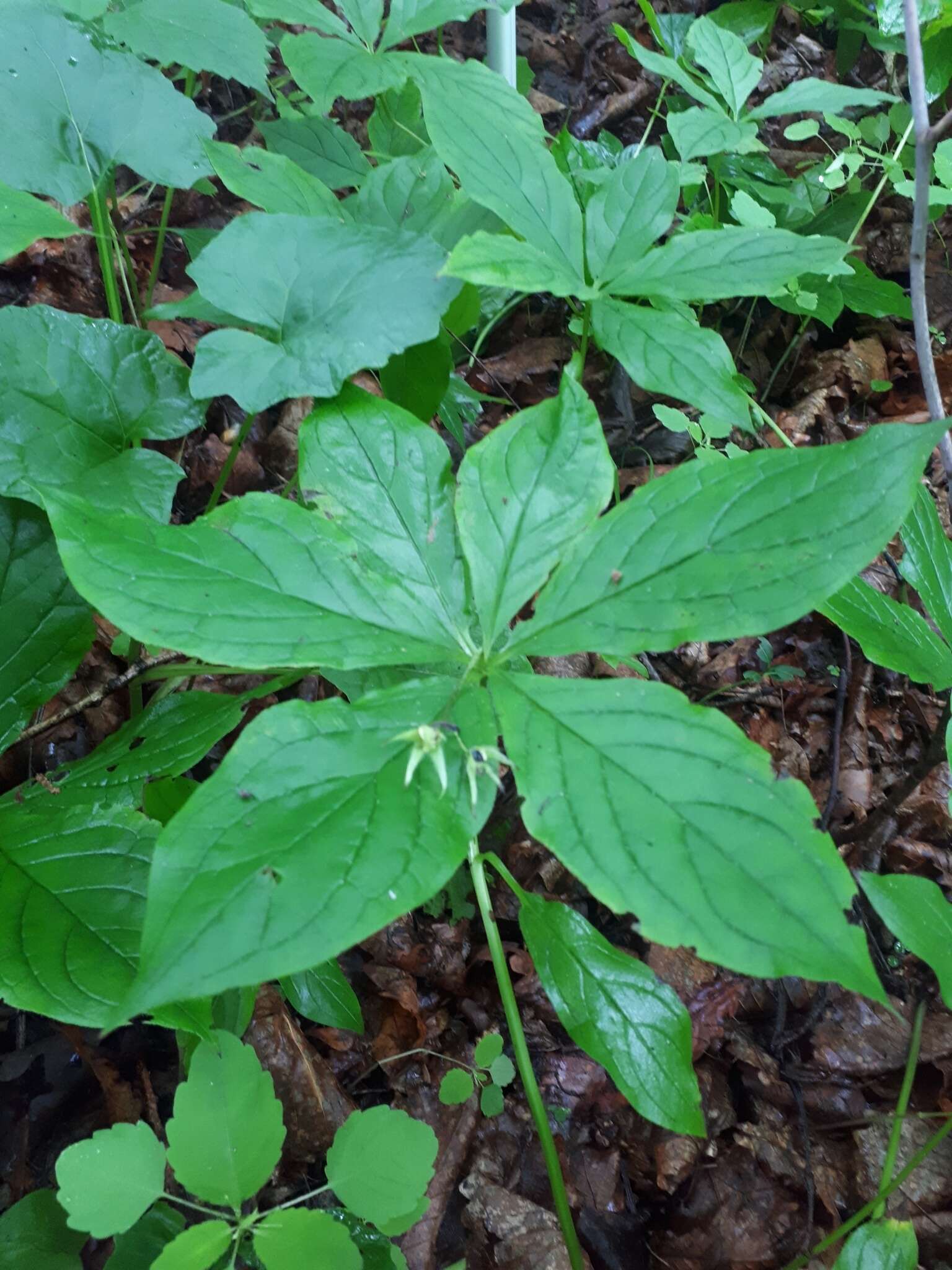 Image of Brachybotrys paridiformis Maxim. ex Oliv.