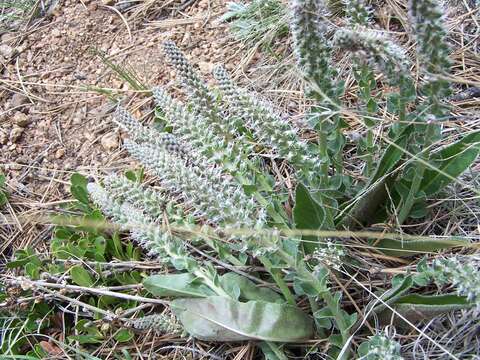 Image of Veronica plantaginea E. James