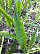 Imagem de Eryngium vesiculosum Labill.