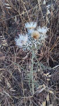 Cynara baetica (Spreng.) Pau的圖片