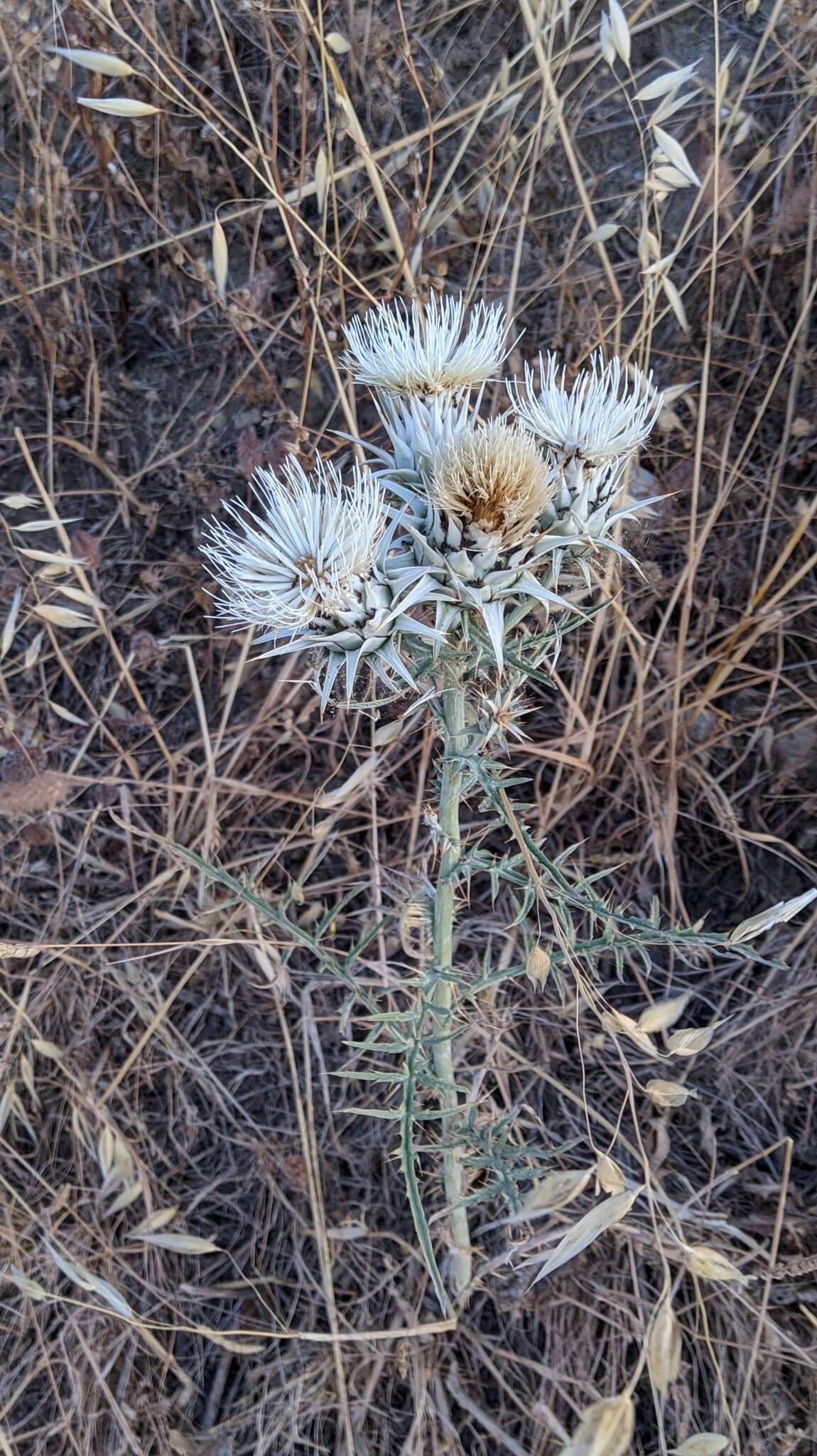 Image of Cynara baetica subsp. baetica