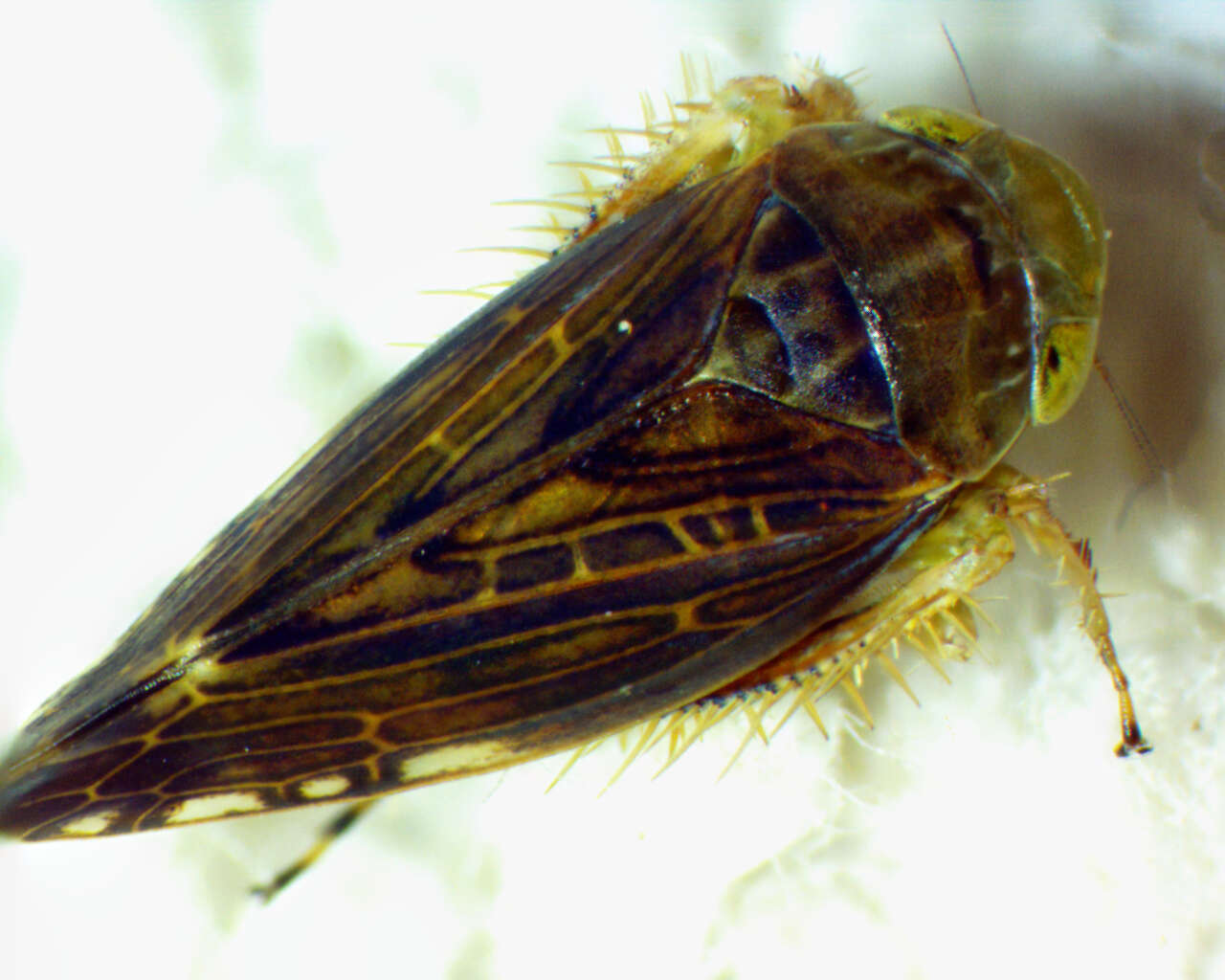 Image of Acinopterus