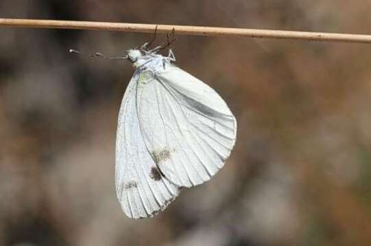 Imagem de Pieris krueperi Staudinger 1860