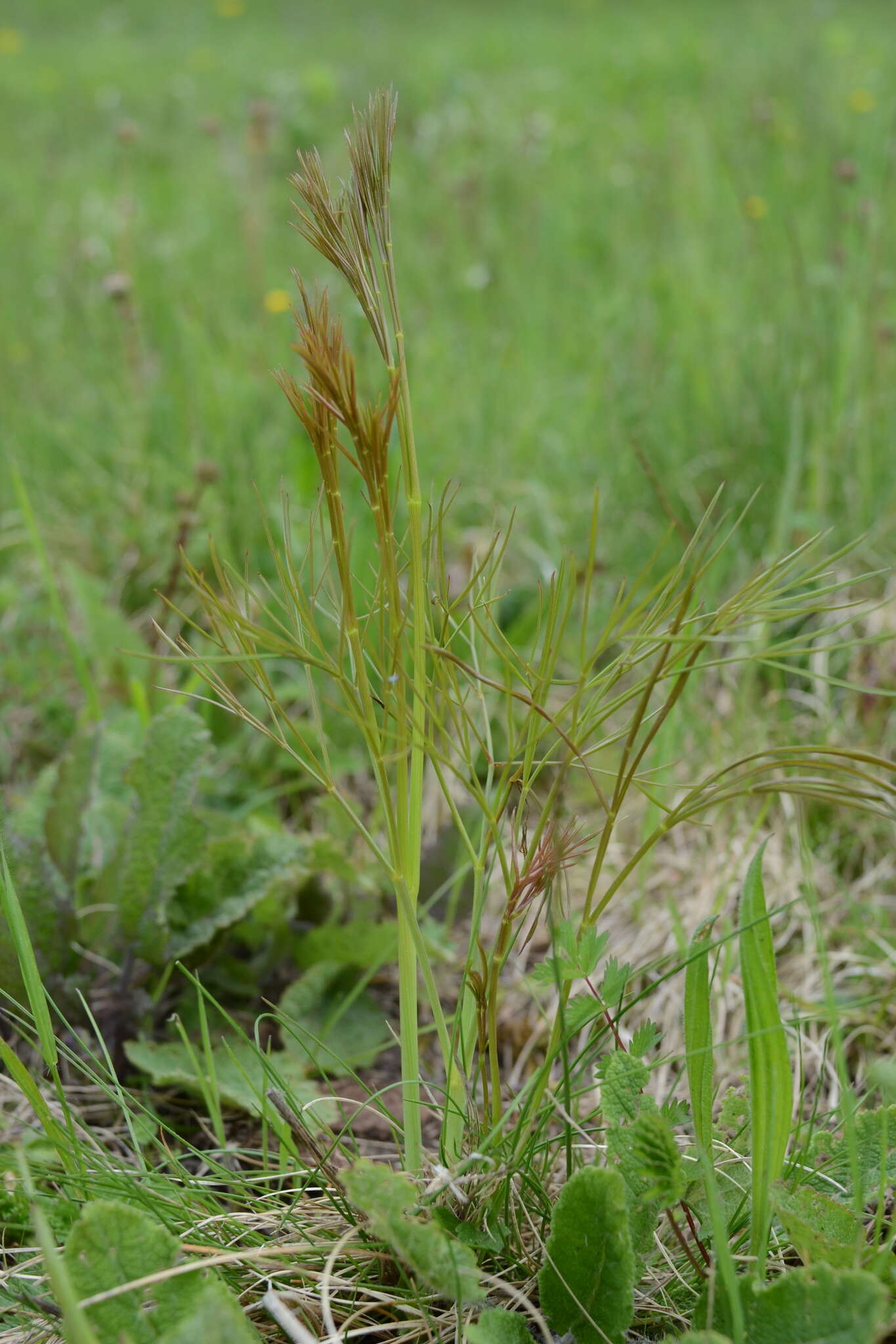 Image of hog's-fennel