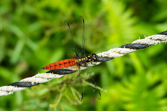 Image de Lyriothemis tricolor Ris 1916