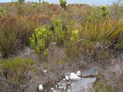 Image of Andersonia axilliflora (Stschegl.) Druce