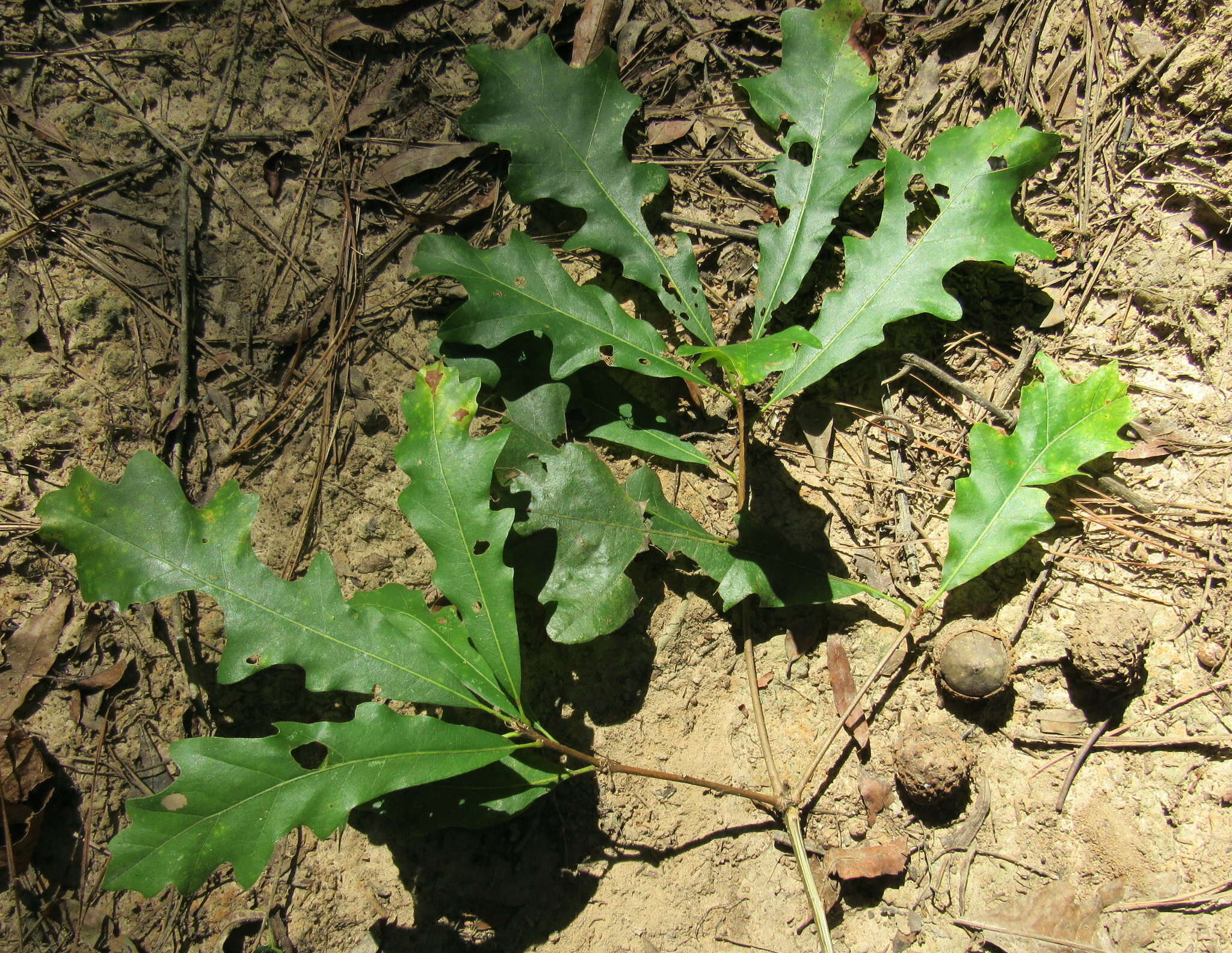 Quercus lyrata Walter resmi