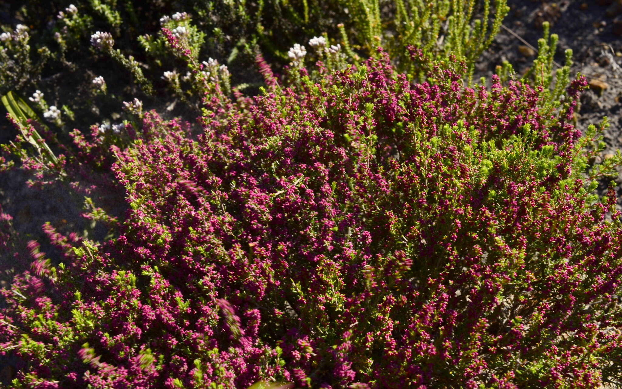 Image of Erica puberuliflora E. G. H. Oliver