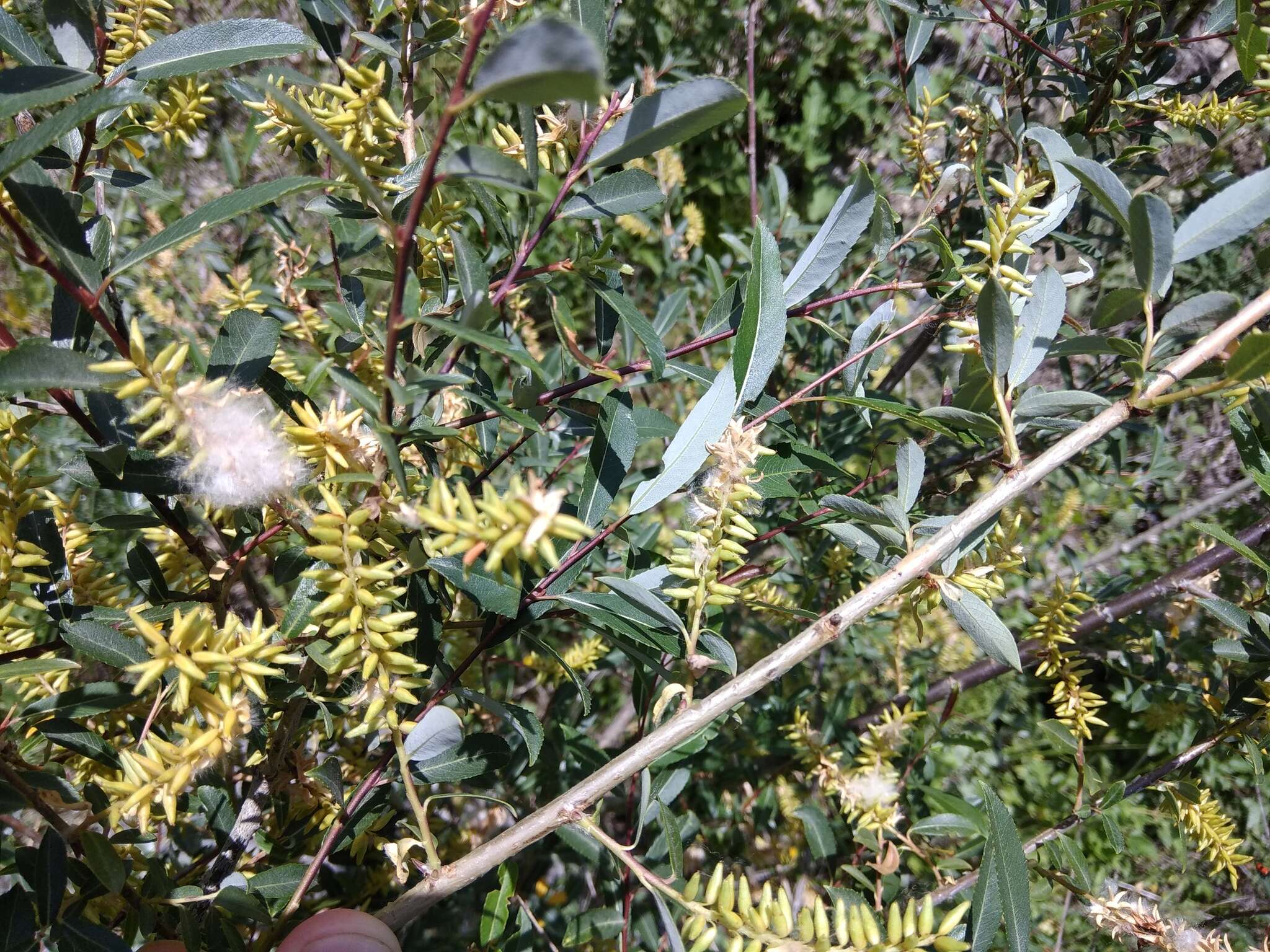 Imagem de Salix caspica Pallas