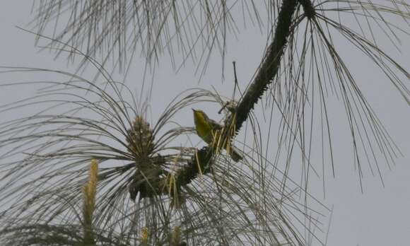 Image of Grace's Warbler