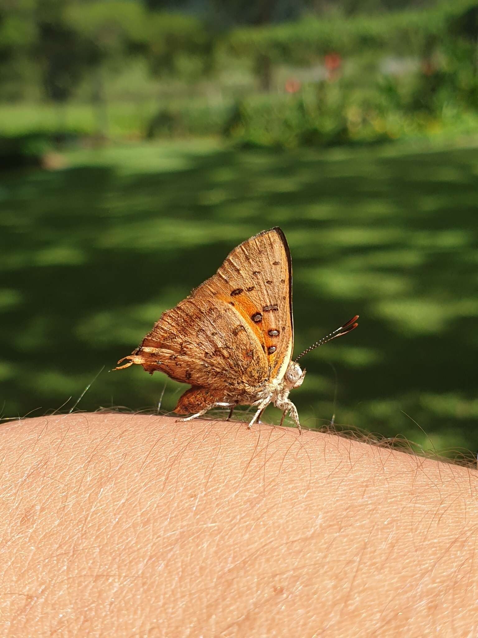 Image of Axiocerses tjoane tjoane