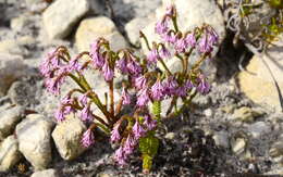 Image of Erica innovans E. G. H. Oliver