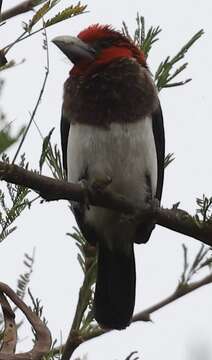 Image of Brown-breasted Barbet