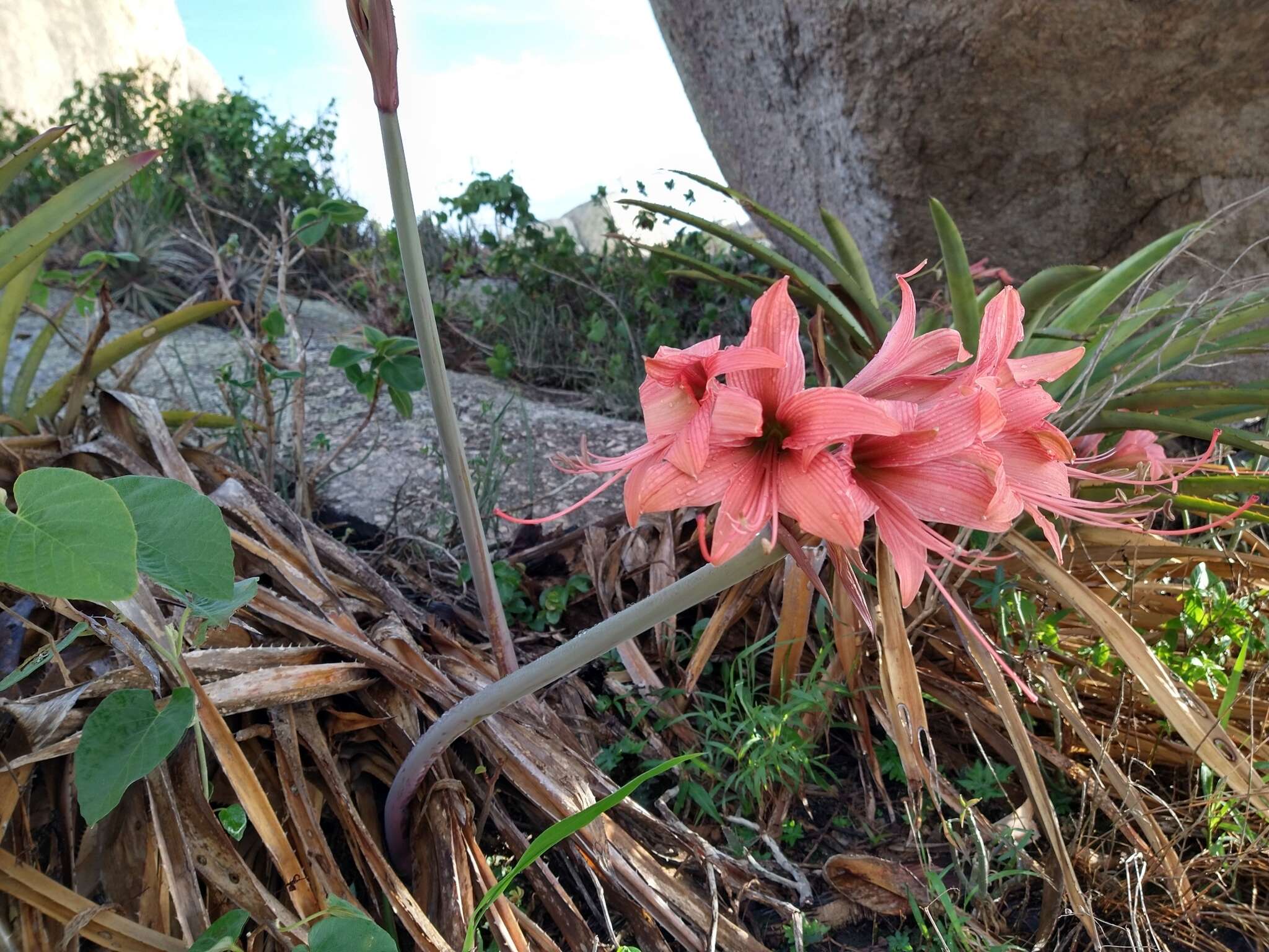 Слика од Hippeastrum stylosum Herb.