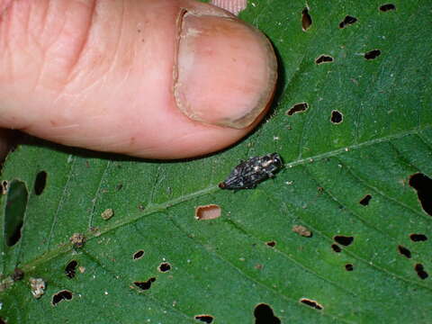 Image of Chrysobothris sexsignata (Say 1839)