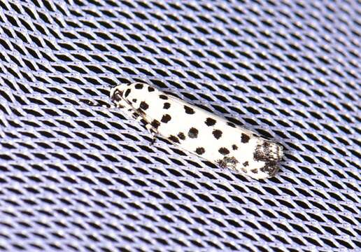 Image of Ethmia clytodoxa Turner 1917