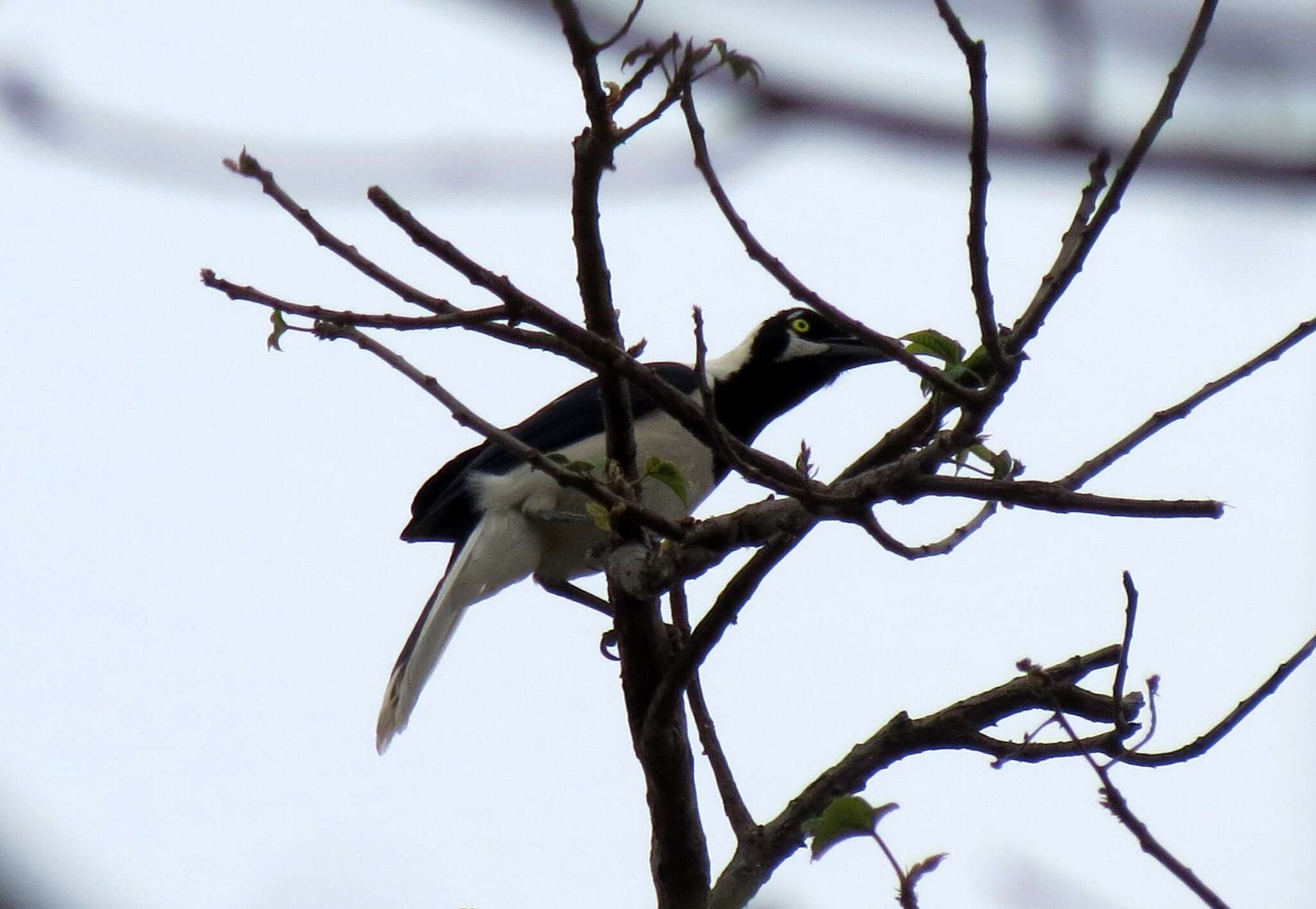 Image of White-tailed Jay