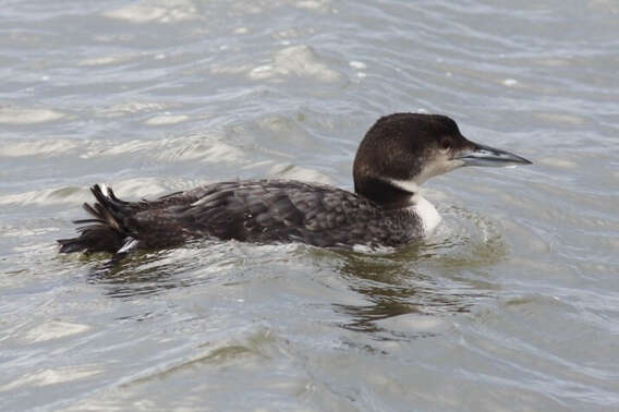 Image of loons