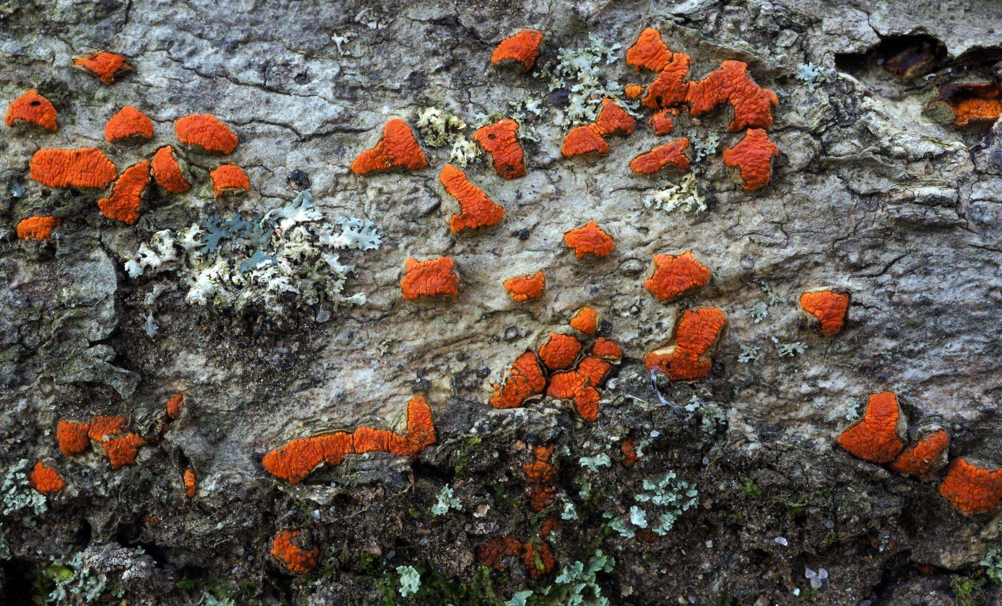 Image of Amphilogia gyrosa (Berk. & Broome) Gryzenh., H. F. Glen & M. J. Wingf. 2005