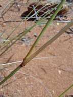 Image of Aristida barbicollis Trin. & Rupr.