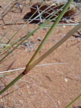 Image of Aristida barbicollis Trin. & Rupr.